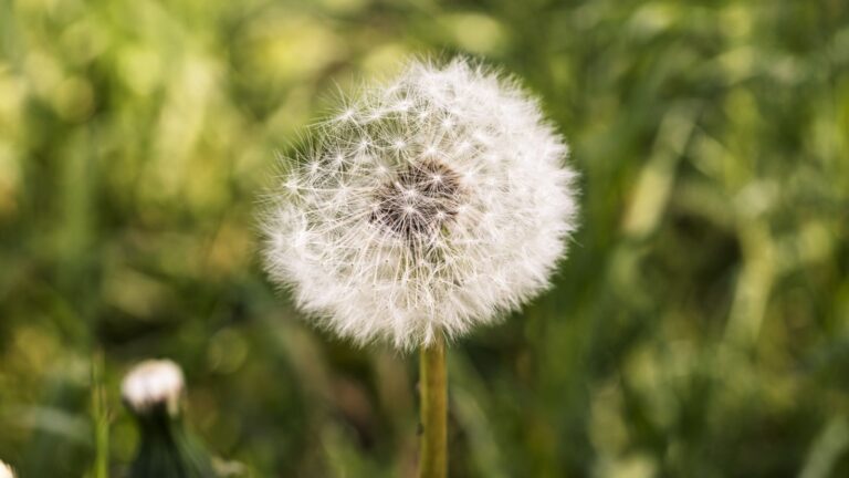 Pusteblume mit Wiese im Hintergrund