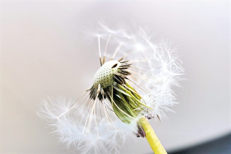 dandelion-2315560