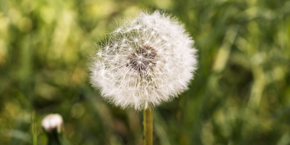 Pusteblume mit Wiese im Hintergrund