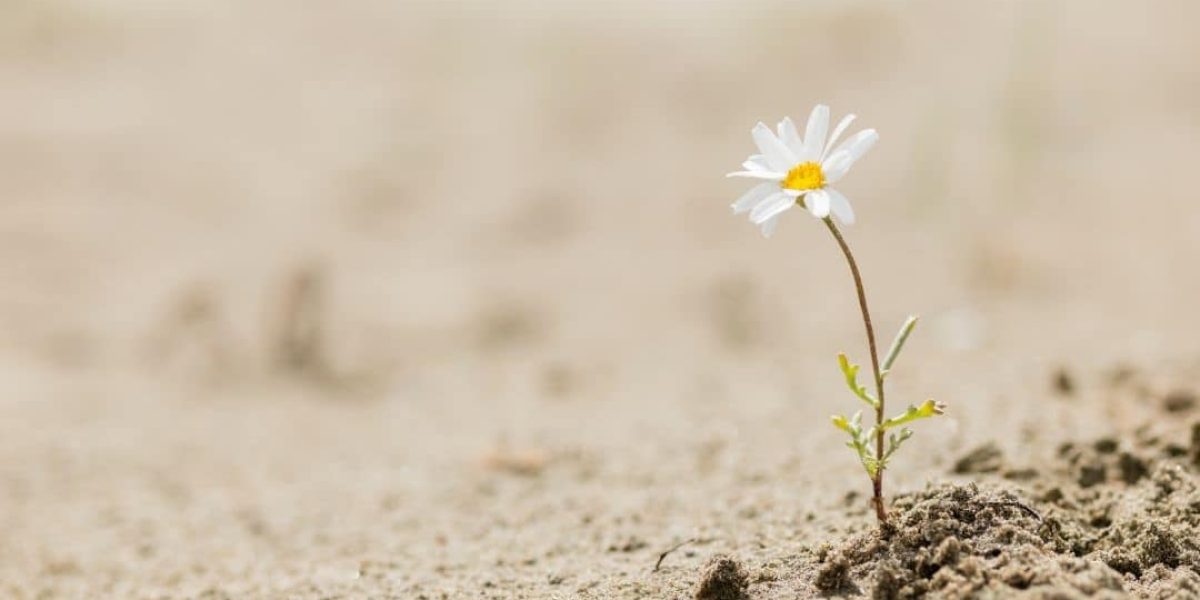 Design ohne Titel - 1