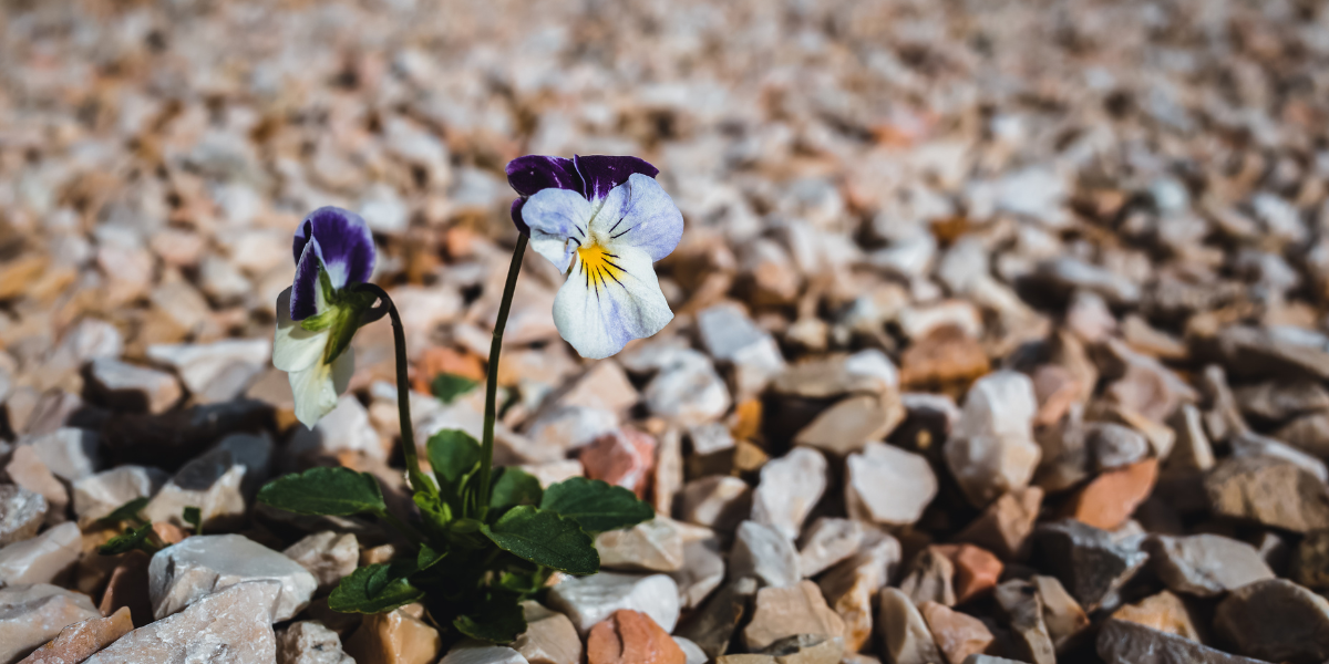Blume wächst aus einem Steinbett
