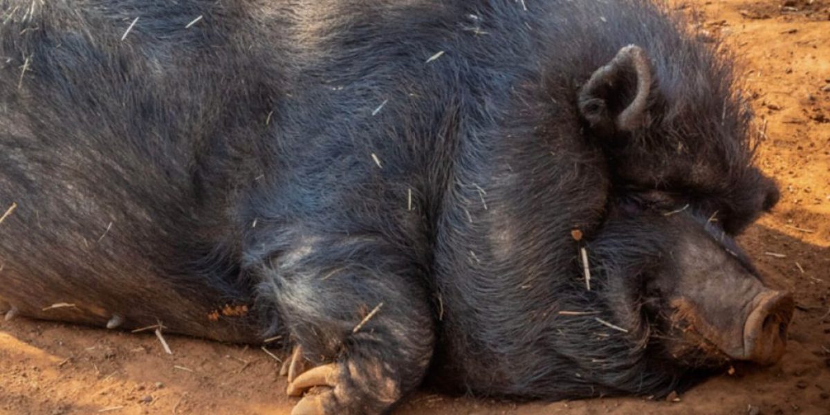 SelfNudging-stg-Impuls-1024x576