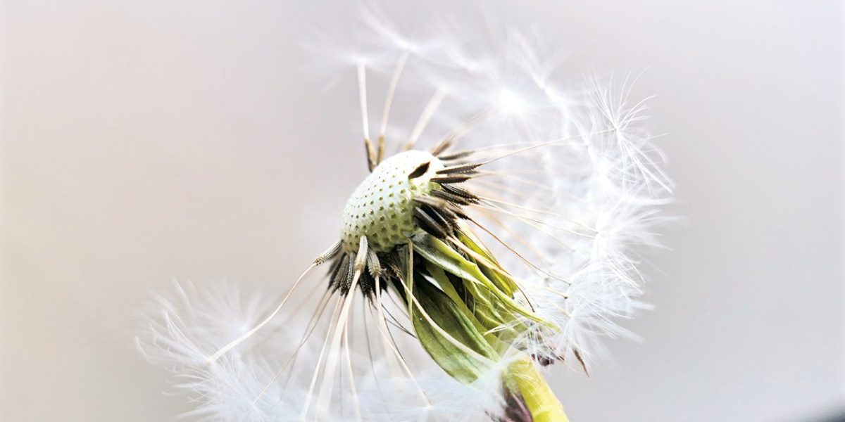 dandelion-2315560